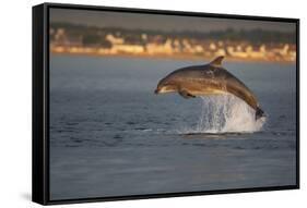 Bottlenose Dolphin (Tursiops Truncatus) Breaching in Evening Light, Moray Firth, Scotland, UK-John Macpherson-Framed Stretched Canvas
