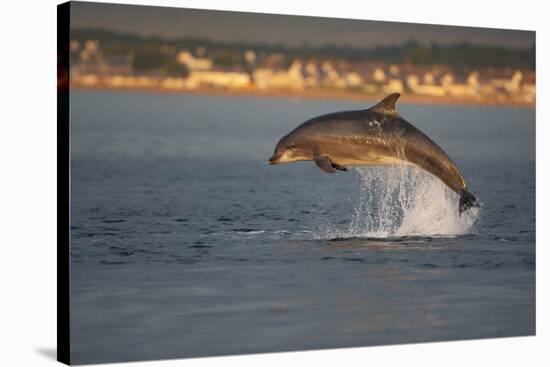 Bottlenose Dolphin (Tursiops Truncatus) Breaching in Evening Light, Moray Firth, Scotland, UK-John Macpherson-Stretched Canvas