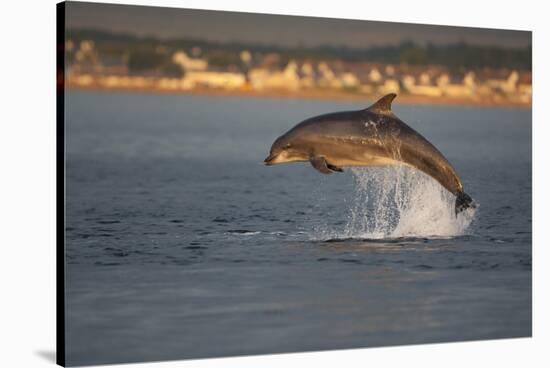 Bottlenose Dolphin (Tursiops Truncatus) Breaching in Evening Light, Moray Firth, Scotland, UK-John Macpherson-Stretched Canvas