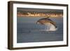 Bottlenose Dolphin (Tursiops Truncatus) Breaching in Evening Light, Moray Firth, Scotland, UK-John Macpherson-Framed Photographic Print