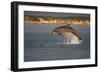 Bottlenose Dolphin (Tursiops Truncatus) Breaching in Evening Light, Moray Firth, Scotland, UK-John Macpherson-Framed Photographic Print