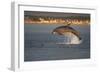 Bottlenose Dolphin (Tursiops Truncatus) Breaching in Evening Light, Moray Firth, Scotland, UK-John Macpherson-Framed Photographic Print