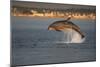 Bottlenose Dolphin (Tursiops Truncatus) Breaching in Evening Light, Moray Firth, Scotland, UK-John Macpherson-Mounted Photographic Print