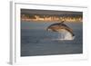 Bottlenose Dolphin (Tursiops Truncatus) Breaching in Evening Light, Moray Firth, Scotland, UK-John Macpherson-Framed Photographic Print