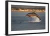 Bottlenose Dolphin (Tursiops Truncatus) Breaching in Evening Light, Moray Firth, Scotland, UK-John Macpherson-Framed Photographic Print