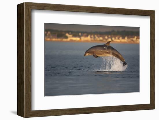 Bottlenose Dolphin (Tursiops Truncatus) Breaching in Evening Light, Moray Firth, Scotland, UK-John Macpherson-Framed Photographic Print