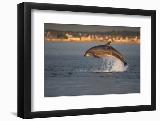 Bottlenose Dolphin (Tursiops Truncatus) Breaching in Evening Light, Moray Firth, Scotland, UK-John Macpherson-Framed Photographic Print