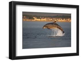 Bottlenose Dolphin (Tursiops Truncatus) Breaching in Evening Light, Moray Firth, Scotland, UK-John Macpherson-Framed Photographic Print