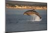 Bottlenose Dolphin (Tursiops Truncatus) Breaching in Evening Light, Moray Firth, Scotland, UK-John Macpherson-Mounted Photographic Print