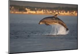 Bottlenose Dolphin (Tursiops Truncatus) Breaching in Evening Light, Moray Firth, Scotland, UK-John Macpherson-Mounted Photographic Print
