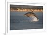 Bottlenose Dolphin (Tursiops Truncatus) Breaching in Evening Light, Moray Firth, Scotland, UK-John Macpherson-Framed Photographic Print