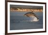 Bottlenose Dolphin (Tursiops Truncatus) Breaching in Evening Light, Moray Firth, Scotland, UK-John Macpherson-Framed Photographic Print