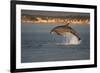 Bottlenose Dolphin (Tursiops Truncatus) Breaching in Evening Light, Moray Firth, Scotland, UK-John Macpherson-Framed Photographic Print