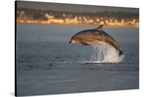 Bottlenose Dolphin (Tursiops Truncatus) Breaching in Evening Light, Moray Firth, Scotland, UK-John Macpherson-Stretched Canvas