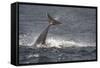 Bottlenose Dolphin (Tursiops Truncatus) Breaching, Moray Firth, Inverness-Shire, Scotland, UK-John Macpherson-Framed Stretched Canvas