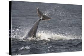Bottlenose Dolphin (Tursiops Truncatus) Breaching, Moray Firth, Inverness-Shire, Scotland, UK-John Macpherson-Stretched Canvas