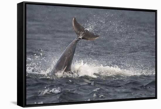 Bottlenose Dolphin (Tursiops Truncatus) Breaching, Moray Firth, Inverness-Shire, Scotland, UK-John Macpherson-Framed Stretched Canvas