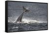 Bottlenose Dolphin (Tursiops Truncatus) Breaching, Moray Firth, Inverness-Shire, Scotland, UK-John Macpherson-Framed Stretched Canvas