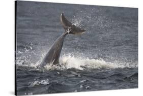 Bottlenose Dolphin (Tursiops Truncatus) Breaching, Moray Firth, Inverness-Shire, Scotland, UK-John Macpherson-Stretched Canvas