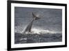 Bottlenose Dolphin (Tursiops Truncatus) Breaching, Moray Firth, Inverness-Shire, Scotland, UK-John Macpherson-Framed Photographic Print