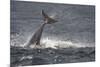 Bottlenose Dolphin (Tursiops Truncatus) Breaching, Moray Firth, Inverness-Shire, Scotland, UK-John Macpherson-Mounted Photographic Print