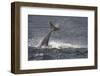 Bottlenose Dolphin (Tursiops Truncatus) Breaching, Moray Firth, Inverness-Shire, Scotland, UK-John Macpherson-Framed Photographic Print