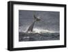 Bottlenose Dolphin (Tursiops Truncatus) Breaching, Moray Firth, Inverness-Shire, Scotland, UK-John Macpherson-Framed Photographic Print