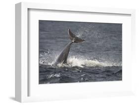 Bottlenose Dolphin (Tursiops Truncatus) Breaching, Moray Firth, Inverness-Shire, Scotland, UK-John Macpherson-Framed Photographic Print