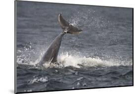 Bottlenose Dolphin (Tursiops Truncatus) Breaching, Moray Firth, Inverness-Shire, Scotland, UK-John Macpherson-Mounted Photographic Print