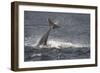 Bottlenose Dolphin (Tursiops Truncatus) Breaching, Moray Firth, Inverness-Shire, Scotland, UK-John Macpherson-Framed Photographic Print