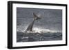 Bottlenose Dolphin (Tursiops Truncatus) Breaching, Moray Firth, Inverness-Shire, Scotland, UK-John Macpherson-Framed Photographic Print