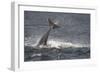 Bottlenose Dolphin (Tursiops Truncatus) Breaching, Moray Firth, Inverness-Shire, Scotland, UK-John Macpherson-Framed Photographic Print