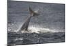 Bottlenose Dolphin (Tursiops Truncatus) Breaching, Moray Firth, Inverness-Shire, Scotland, UK-John Macpherson-Mounted Photographic Print