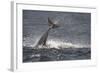 Bottlenose Dolphin (Tursiops Truncatus) Breaching, Moray Firth, Inverness-Shire, Scotland, UK-John Macpherson-Framed Photographic Print