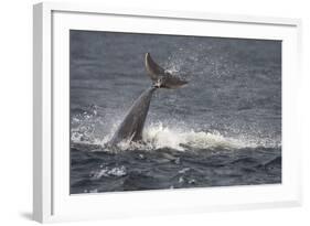 Bottlenose Dolphin (Tursiops Truncatus) Breaching, Moray Firth, Inverness-Shire, Scotland, UK-John Macpherson-Framed Photographic Print