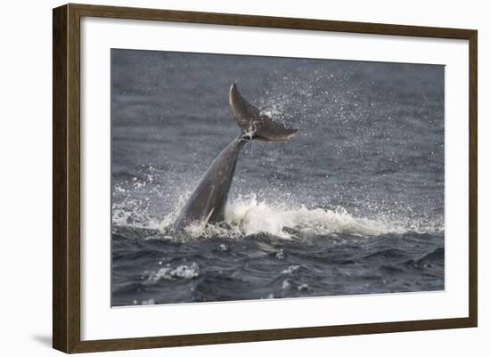 Bottlenose Dolphin (Tursiops Truncatus) Breaching, Moray Firth, Inverness-Shire, Scotland, UK-John Macpherson-Framed Photographic Print