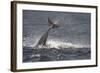 Bottlenose Dolphin (Tursiops Truncatus) Breaching, Moray Firth, Inverness-Shire, Scotland, UK-John Macpherson-Framed Photographic Print