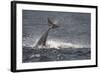 Bottlenose Dolphin (Tursiops Truncatus) Breaching, Moray Firth, Inverness-Shire, Scotland, UK-John Macpherson-Framed Photographic Print