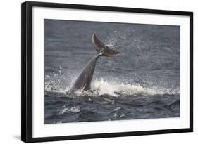 Bottlenose Dolphin (Tursiops Truncatus) Breaching, Moray Firth, Inverness-Shire, Scotland, UK-John Macpherson-Framed Photographic Print