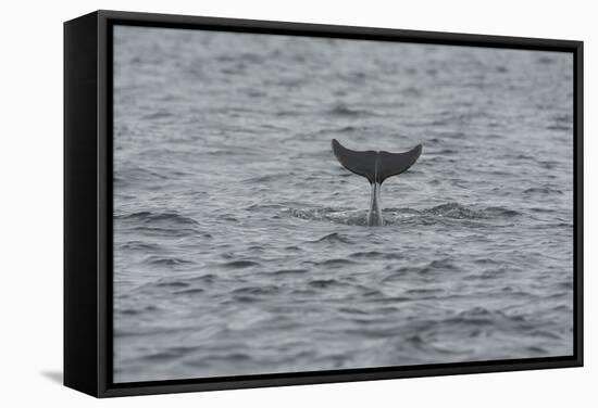 Bottlenose Dolphin (Tursiops Truncatus) Diving, Moray Firth, Inverness-Shire, Scotland, UK-John Macpherson-Framed Stretched Canvas