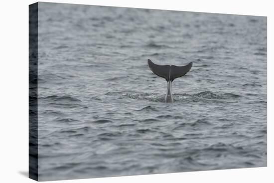 Bottlenose Dolphin (Tursiops Truncatus) Diving, Moray Firth, Inverness-Shire, Scotland, UK-John Macpherson-Stretched Canvas