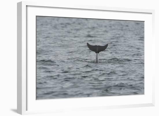 Bottlenose Dolphin (Tursiops Truncatus) Diving, Moray Firth, Inverness-Shire, Scotland, UK-John Macpherson-Framed Photographic Print