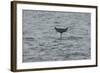 Bottlenose Dolphin (Tursiops Truncatus) Diving, Moray Firth, Inverness-Shire, Scotland, UK-John Macpherson-Framed Photographic Print