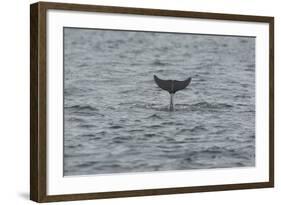 Bottlenose Dolphin (Tursiops Truncatus) Diving, Moray Firth, Inverness-Shire, Scotland, UK-John Macpherson-Framed Photographic Print