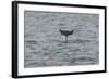 Bottlenose Dolphin (Tursiops Truncatus) Diving, Moray Firth, Inverness-Shire, Scotland, UK-John Macpherson-Framed Photographic Print