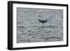 Bottlenose Dolphin (Tursiops Truncatus) Diving, Moray Firth, Inverness-Shire, Scotland, UK-John Macpherson-Framed Photographic Print