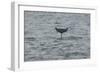 Bottlenose Dolphin (Tursiops Truncatus) Diving, Moray Firth, Inverness-Shire, Scotland, UK-John Macpherson-Framed Photographic Print
