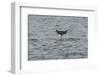 Bottlenose Dolphin (Tursiops Truncatus) Diving, Moray Firth, Inverness-Shire, Scotland, UK-John Macpherson-Framed Photographic Print