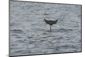 Bottlenose Dolphin (Tursiops Truncatus) Diving, Moray Firth, Inverness-Shire, Scotland, UK-John Macpherson-Mounted Photographic Print