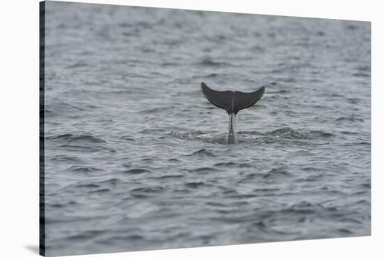 Bottlenose Dolphin (Tursiops Truncatus) Diving, Moray Firth, Inverness-Shire, Scotland, UK-John Macpherson-Stretched Canvas